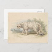 Snow Leopard von Charles Hamilton Smith Postkarte (Vorne/Hinten)