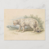 Snow Leopard von Charles Hamilton Smith Postkarte (Vorderseite)