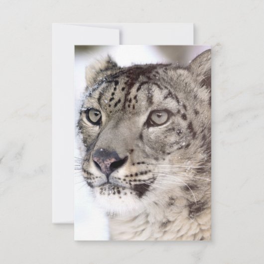Snow Leopard Weihnachtskarte Dankeskarte (Vorderseite)