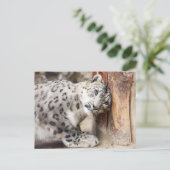Snow Leopard Wild Cat Postkarte (Stehend Vorderseite)