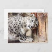 Snow Leopard Wild Cat Postkarte (Vorne/Hinten)