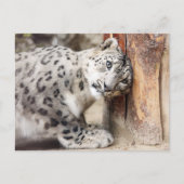 Snow Leopard Wild Cat Postkarte (Vorderseite)