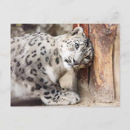 Snow Leopard Wild Cat Postkarte (Vorderseite)