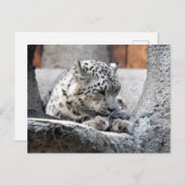 Snow Leopard Wild Cat Schönes Foto Postkarte (Vorne/Hinten)