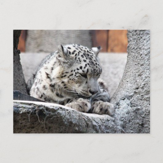 Snow Leopard Wild Cat Schönes Foto Postkarte (Vorderseite)