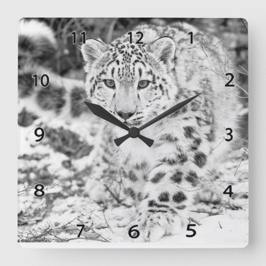 Snow Leopard Wildlife Wall Clock Quadratische Wanduhr (Vorderseite)
