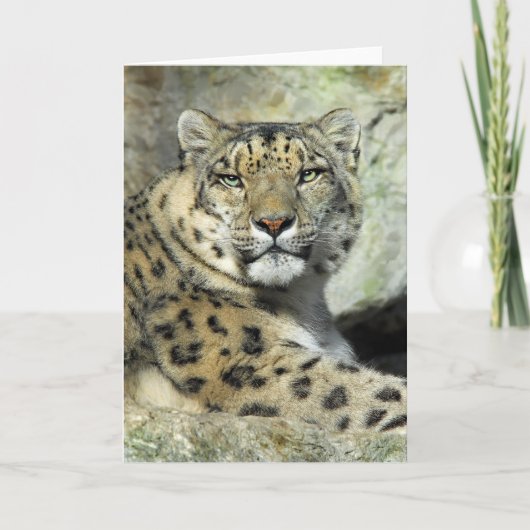 Snow Lepord Portrait Card Karte (Vorderseite)