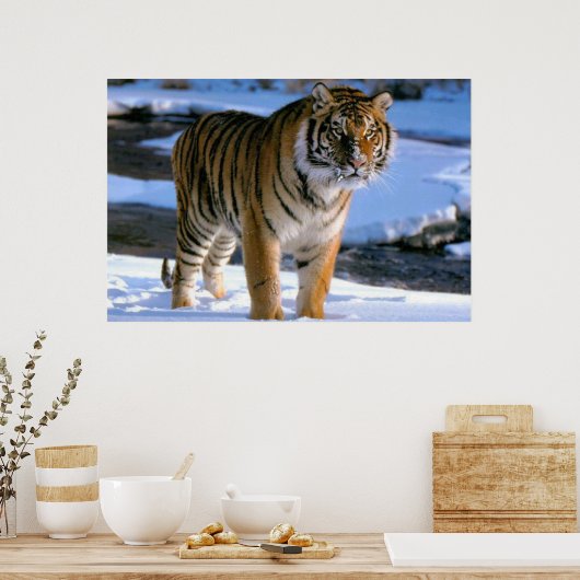 Snow Love Tiger Poster (Küche)