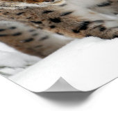 Snow Lynx Poster (Ecke)