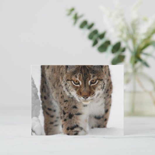 Snow Lynx Postkarte (Stehend Vorderseite)