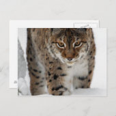 Snow Lynx Postkarte (Vorne/Hinten)