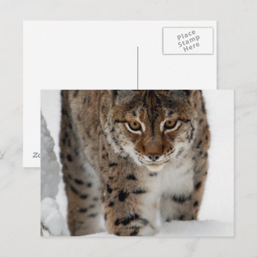 Snow Lynx Postkarte (Vorne/Hinten)