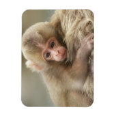Snow Monkey Baby, Jigokudani, Nagano, Japan 2 Magnet (Vertikal)