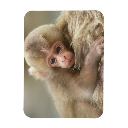 Snow Monkey Baby, Jigokudani, Nagano, Japan 2 Magnet (Vertikal)
