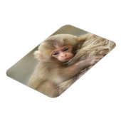 Snow Monkey Baby, Jigokudani, Nagano, Japan 2 Magnet (Linke Seite)