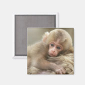 Snow Monkey Baby, Jigokudani, Nagano, Japan 2 Magnet (Vorderseite/Rückseite)