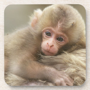 Snow Monkey Baby, Jigokudani, Nagano, Japan 2 Untersetzer