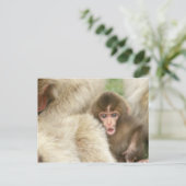 Snow Monkey Baby, Jigokudani, Nagano, Japan Postkarte (Stehend Vorderseite)