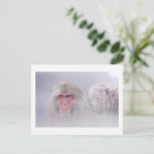 Snow Monkey Japan Foto Postkarte (Stehend Vorderseite)