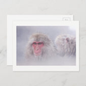 Snow Monkey Japan Foto Postkarte (Vorne/Hinten)