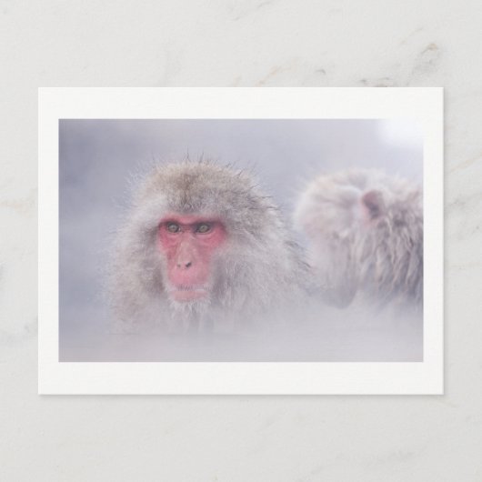 Snow Monkey Japan Foto Postkarte (Vorderseite)