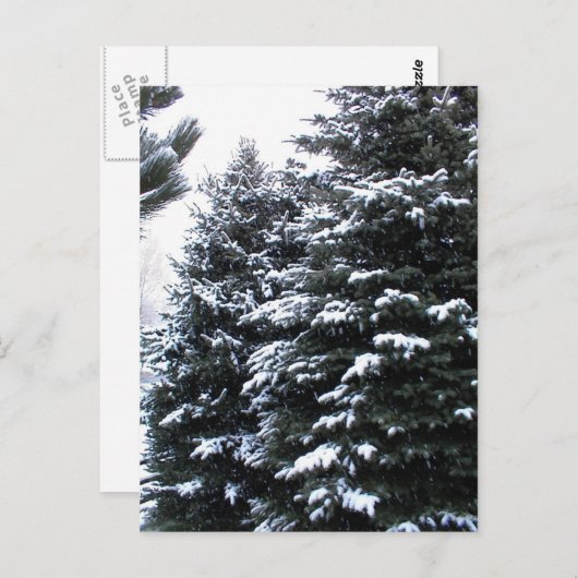Snow On Firs Postkarte (Vorne/Hinten)