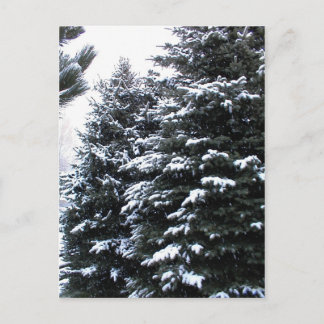Snow On Firs Postkarte