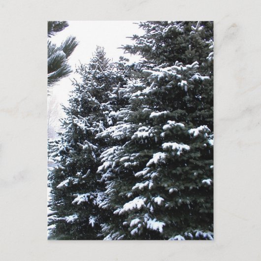 Snow On Firs Postkarte (Vorderseite)