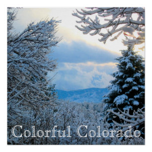Snow on Pine Trees in Colorado Rocky Mountains Pos Poster