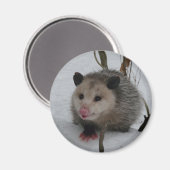Snow Possum Magnet (Vorderseite/Rückseite)