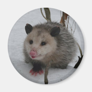 Snow Possum Magnet