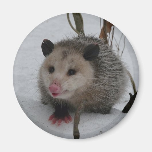Snow Possum Magnet (Vorne)