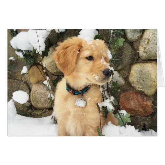 Snow Puppy (Vorderseite (Horizontal))