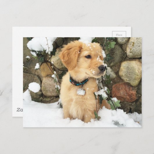 Snow Puppy Postkarte (Vorne/Hinten)