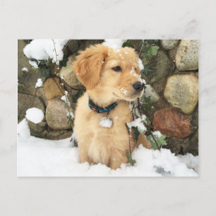 Snow Puppy Postkarte