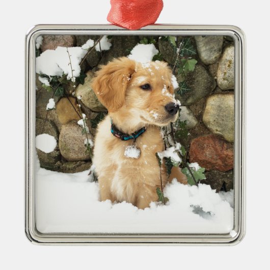 Snow Puppy Silbernes Ornament (Vorne)