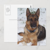 Snow Shepherd Postkarte (Vorne/Hinten)