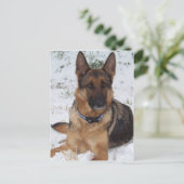Snow Shepherd Postkarte (Stehend Vorderseite)
