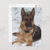 Snow Shepherd Postkarte (Vorne/Hinten)