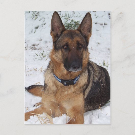Snow Shepherd Postkarte (Vorderseite)