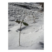 ‚Snow Sprout‘ Fotodruck (Vorne)