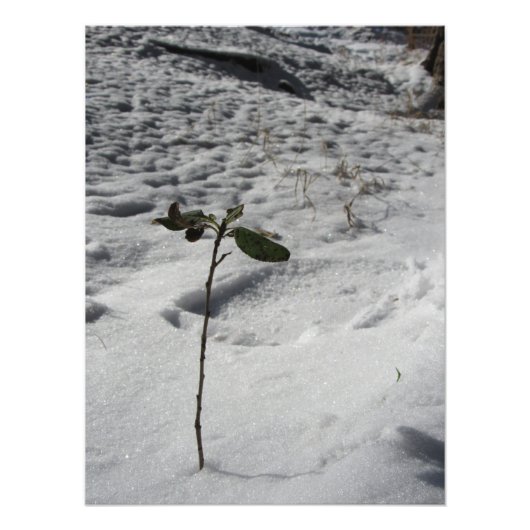 ‚Snow Sprout‘ Fotodruck (Vorne)