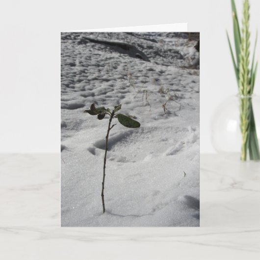 "Snow Sprout" Weihnachtskarte Karte (Vorderseite)