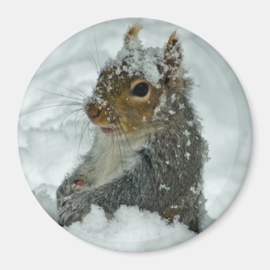 Snow Squirrel Magnet (Vorne)