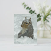 Snow Squirrel Postkarte (Stehend Vorderseite)