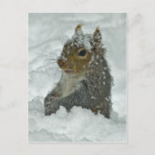 Snow Squirrel Postkarte (Vorderseite)