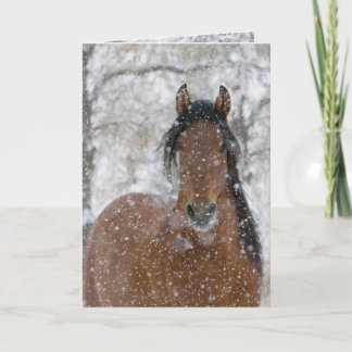 Snow Stallion Greeting Card Einladung