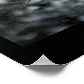 Snow Storm Barred Owl Poster (Ecke)