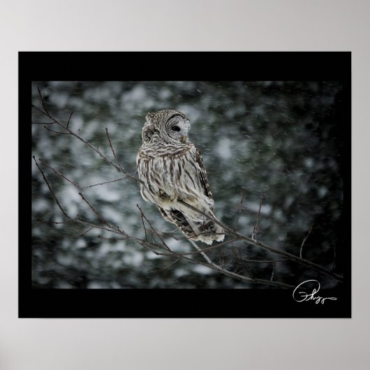 Snow Storm Barred Owl Poster (Vorne)