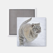 Snow Tiger Magnet (Vorderseite/Rückseite)